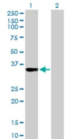 Anti-FRG1 antibody produced in rabbit