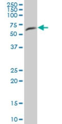 Anti-FRS3 antibody produced in mouse