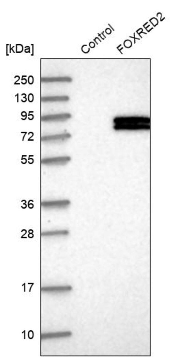 Anti-FOXRED2 antibody produced in rabbit