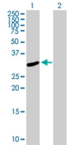 Anti-FRMPD2 antibody produced in mouse