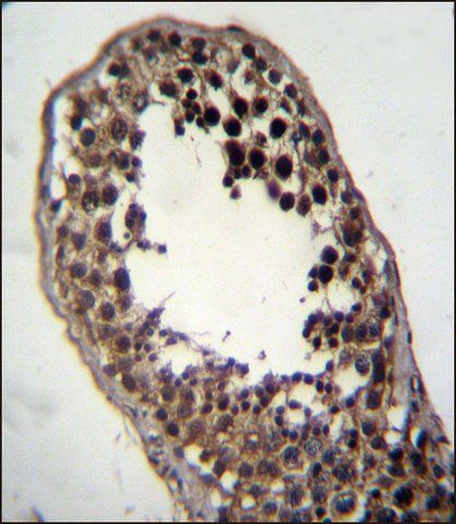 ANTI-FSTL3 (C-TERM) antibody produced in rabbit