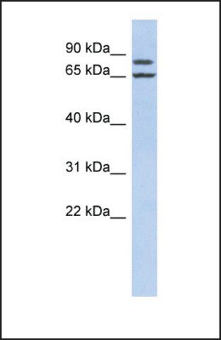 Anti-FSIP1 antibody produced in rabbit