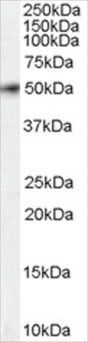 Anti-FSTL1 antibody produced in goat