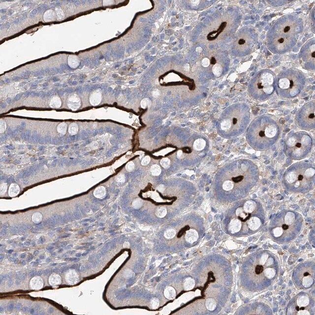 Anti-FRYL antibody produced in rabbit