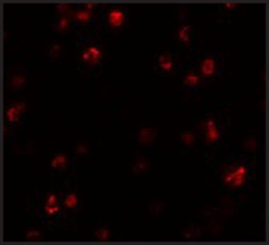 Anti-FRMPD1 antibody produced in rabbit