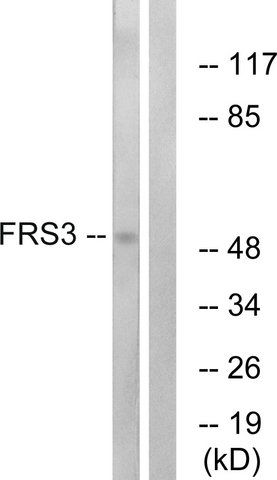 Anti-FRS3 antibody produced in rabbit