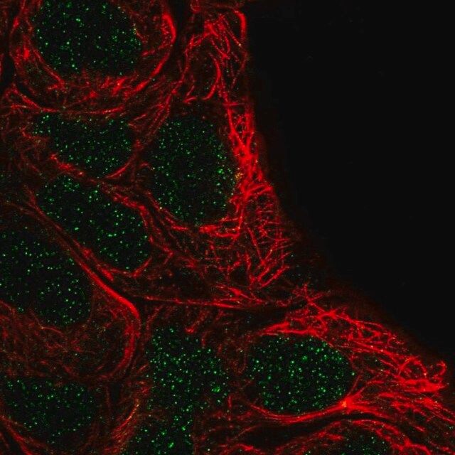 Anti-FSBP antibody produced in rabbit