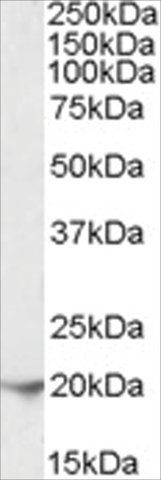 Anti-FTL antibody produced in goat