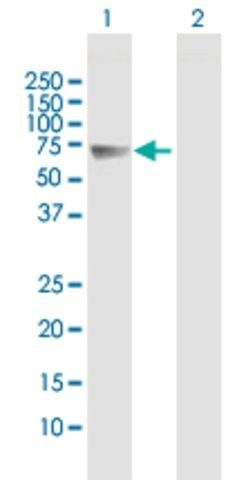 Anti-FSTL4 antibody produced in mouse