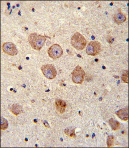 ANTI-FUSSEL18 (C-TERM) antibody produced in rabbit