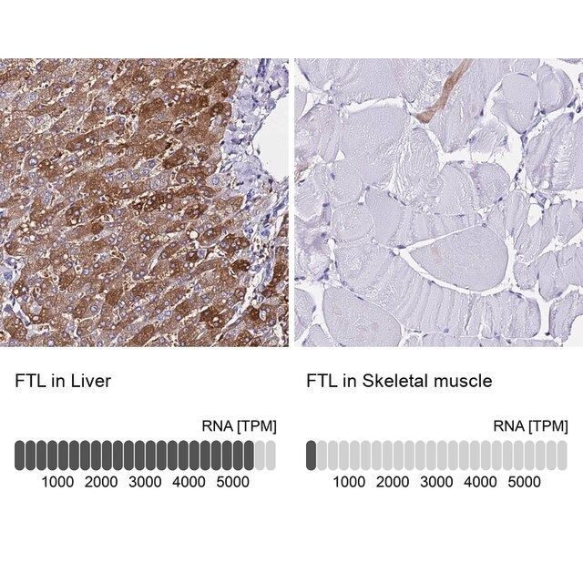 Anti-FTL antibody produced in rabbit