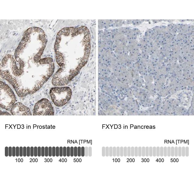 Anti-FXYD3 antibody produced in rabbit