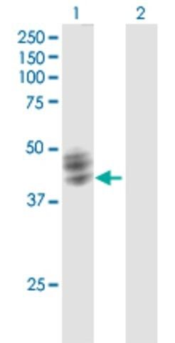 Anti-FUT1 antibody produced in mouse