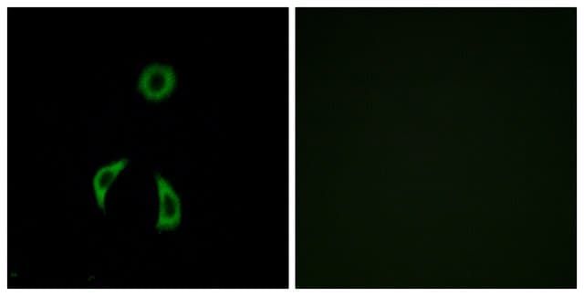 Anti-FZD3 antibody produced in rabbit