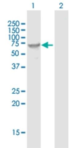 Anti-FUT8 antibody produced in mouse