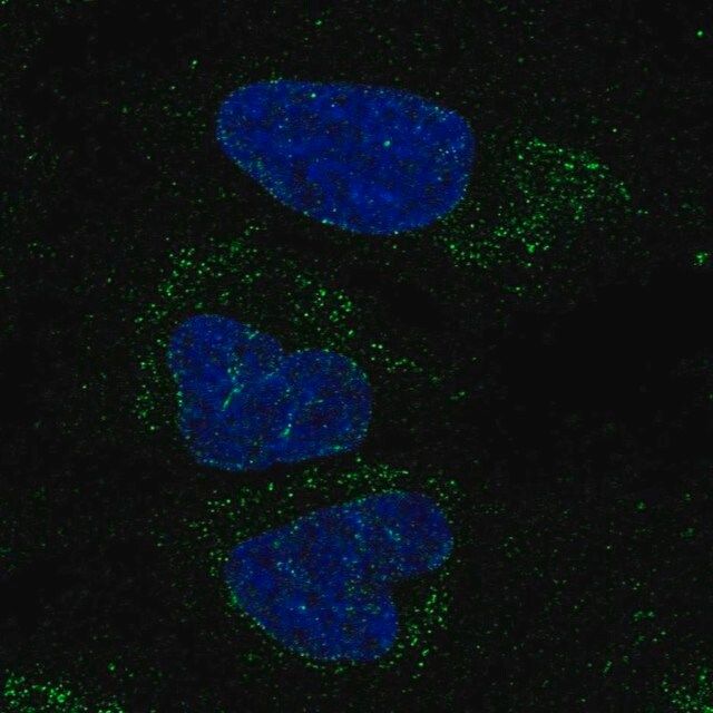 Anti-FXYD6-FXYD2 antibody produced in rabbit