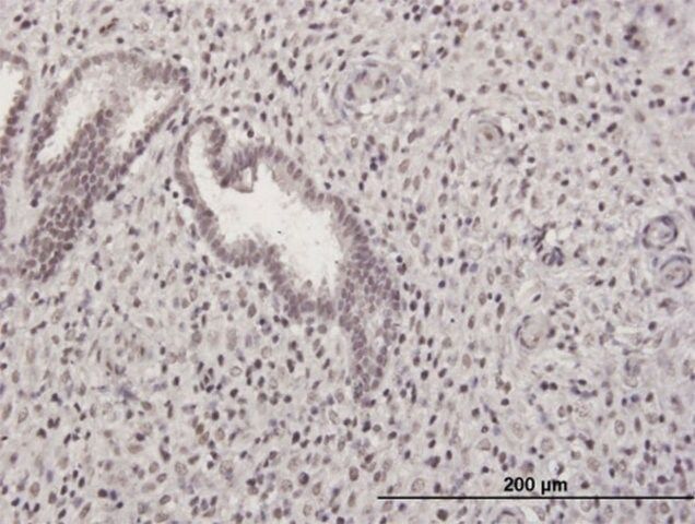 Anti-GABPB2 antibody produced in mouse