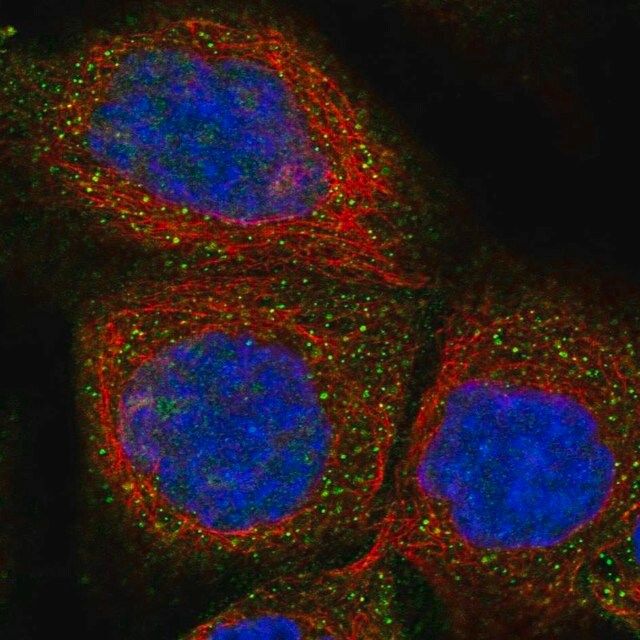 Anti-FXYD1 antibody produced in rabbit