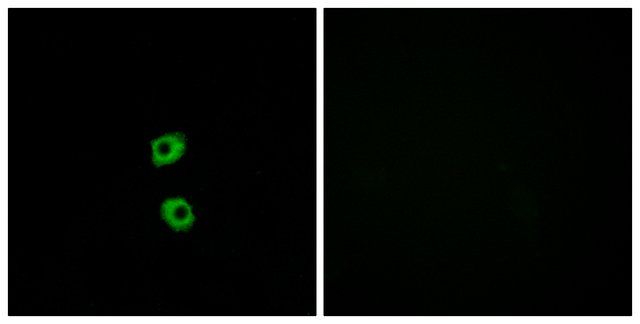 Anti-FZD7 antibody produced in rabbit