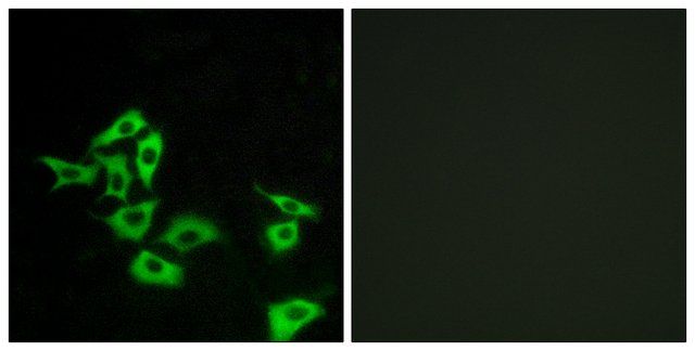 Anti-FZD8 antibody produced in rabbit