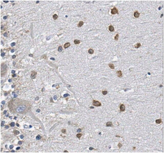 Anti-FYVE Antibody, clone 7F11.1