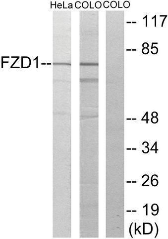 Anti-FZD1 antibody produced in rabbit