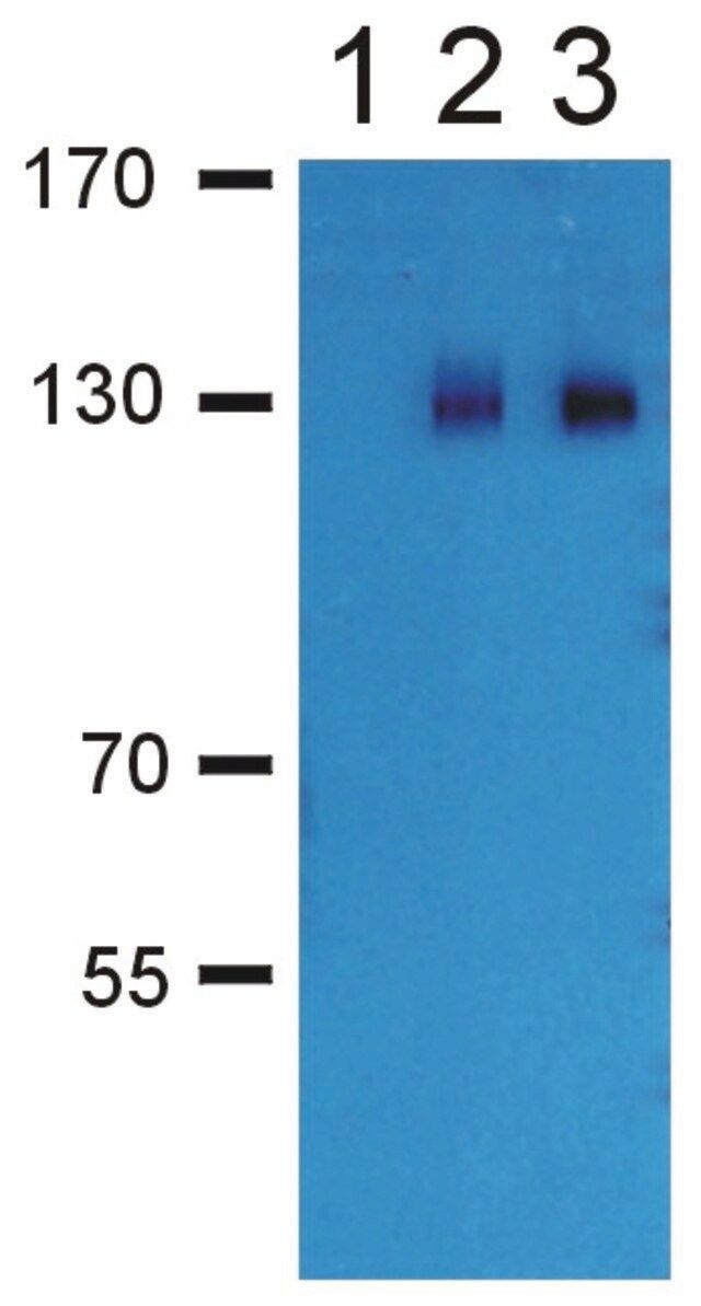 Anti-GABA(B) R2 antibody produced in rabbit