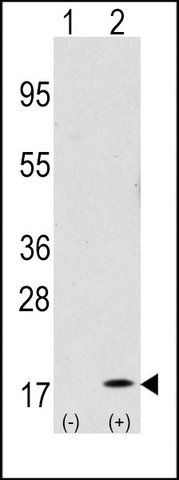 ANTI-GABARAP (N-TERM) antibody produced in rabbit