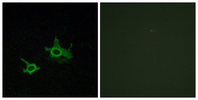 Anti-FZD3 antibody produced in rabbit