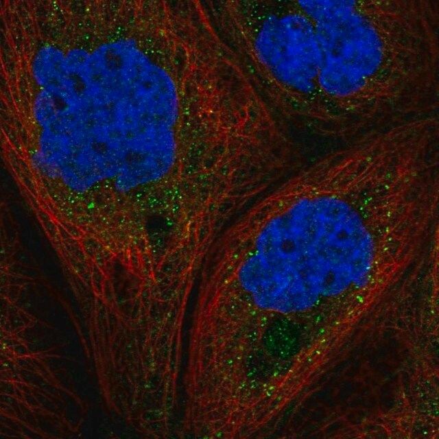 Anti-GAB1 antibody produced in rabbit