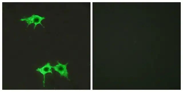 Anti-FZD4 antibody produced in rabbit