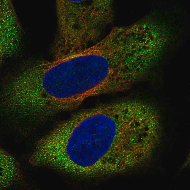 Anti-FZD8 antibody produced in rabbit