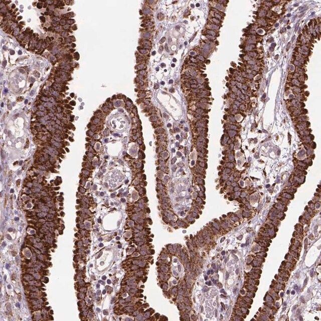 Anti-FZD7 antibody produced in rabbit