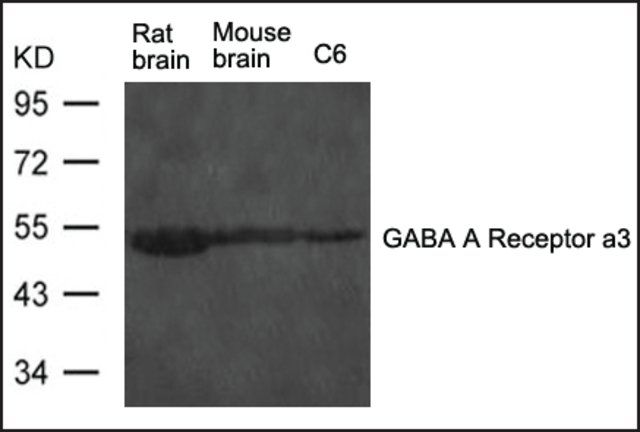 Anti-Gabra3 antibody produced in rabbit