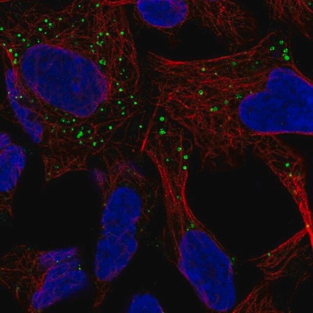 Anti-GABARAPL1 antibody produced in rabbit