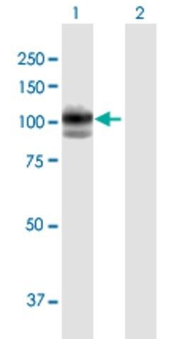 Anti-GAA antibody produced in mouse