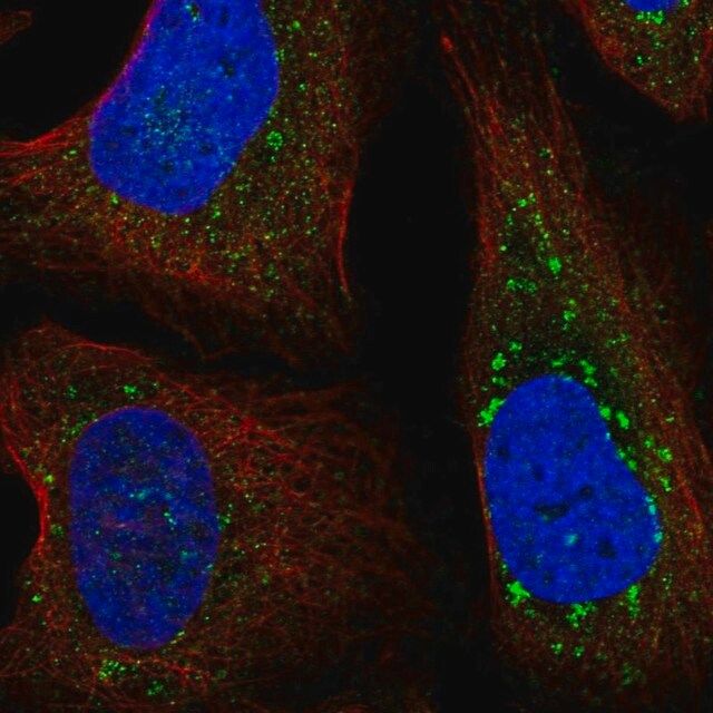 Anti-FYCO1 antibody produced in rabbit