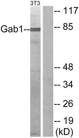 Anti-GAB1 antibody produced in rabbit