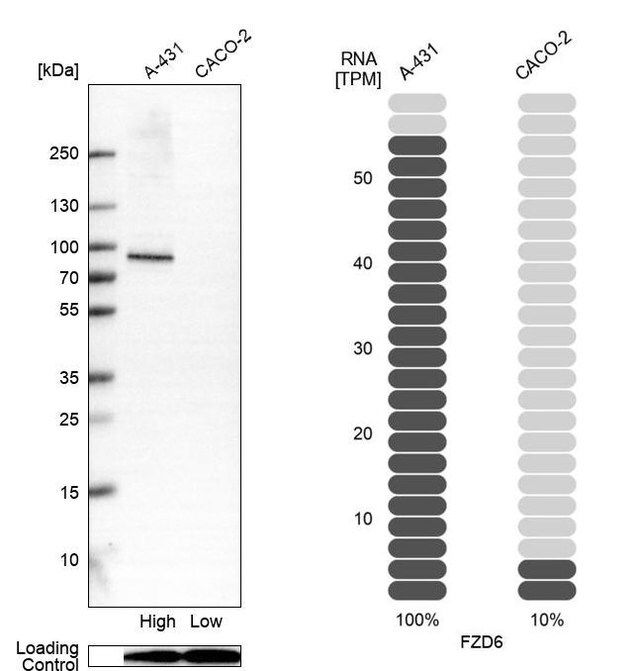 Anti-FZD6 antibody produced in rabbit