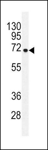 ANTI-GAB4 (N-TERM) antibody produced in rabbit