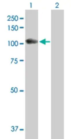 Anti-GAA antibody produced in rabbit