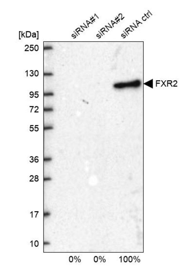 Anti-FXR2 antibody produced in rabbit