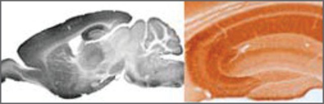 Anti-GABRA5 (ab2) antibody produced in rabbit