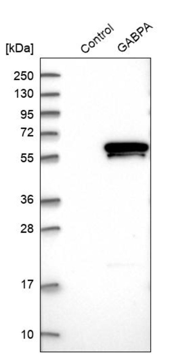 Anti-GABPA antibody produced in rabbit