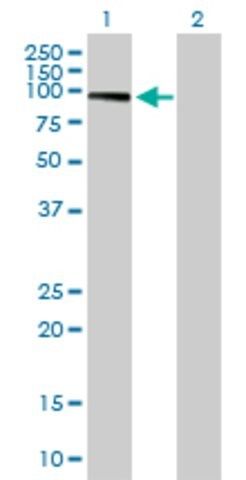 Anti-GAB1 antibody produced in mouse