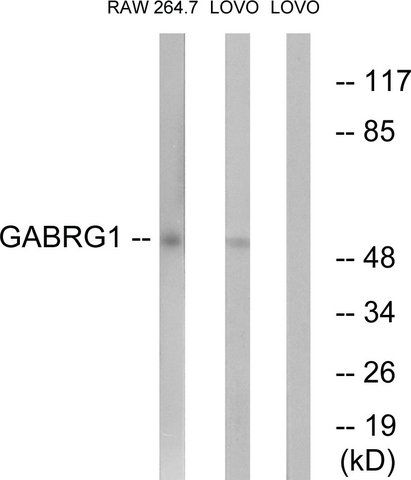 Anti-GABRG1 antibody produced in rabbit