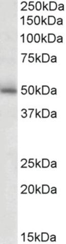 Anti-GABRG2 antibody produced in goat