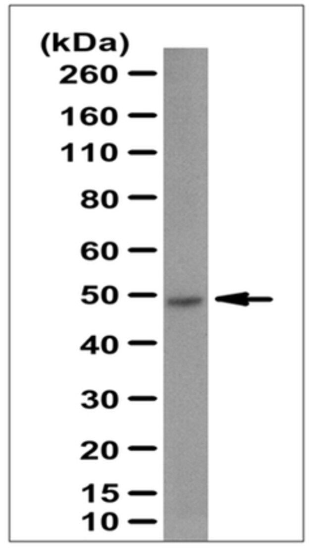 Anti-GABPB-1/NRF2b Antibody