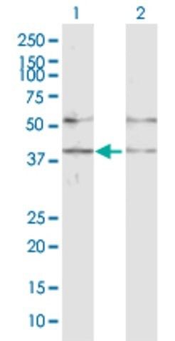 Anti-GABPB1 antibody produced in rabbit