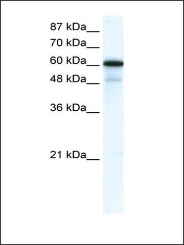 Anti-GABRA1 antibody produced in rabbit